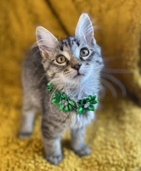 Fluffy -  Domestic Medium Hair and Tabby Cat for Adoption in Algood, Tennessee - Fluffy | PetCurious