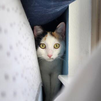 Claudette -  Domestic Short Hair Cat for Adoption in Williston, Florida - Claudette | PetCurious