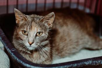 Crab -  Domestic Short Hair Cat for Adoption in Le Mars, Iowa - Crab | PetCurious