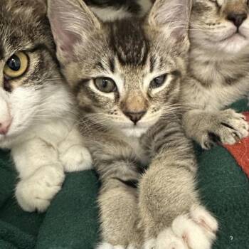 Hornbeam -  Domestic Short Hair Cat for Adoption in Walnut Creek, California - Hornbeam | PetCurious