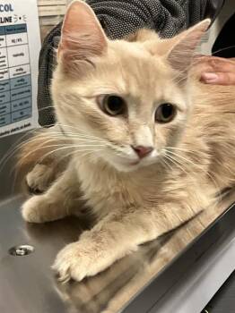 BABY MOMMA -  Domestic Short Hair Cat for Adoption in Long Beach, California - BABY MOMMA | PetCurious