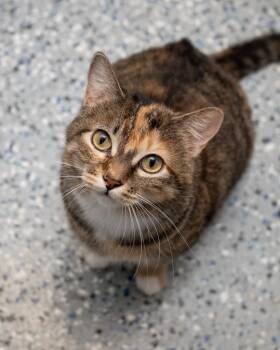 Domestic Short Hair Cats Available for Adoption - Star | PetCurious