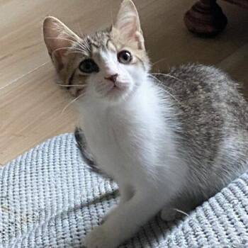 TylerAdams -  Domestic Short Hair Cat for Adoption in Tampa, Florida - TylerAdams | PetCurious