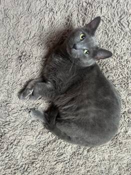 Domestic Short Hair Cats Available for Adoption - Smale Park | PetCurious