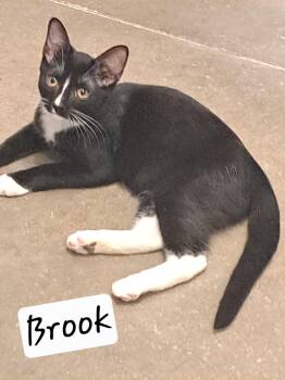 Brook (m) (FCID# 06/09/2026 -11 Brandywine PS) -  Tuxedo Cat for Adoption in Greenville, Delaware - Brook (m) (FCID# 06/09/2026 -11 Brandywine PS) | PetCurious