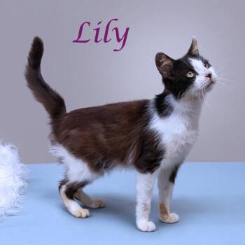 Lily C26-095 -  Domestic Short Hair Cat for Adoption in Lebanon, Tennessee - Lily C26-095 | PetCurious