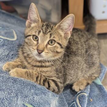 Percy -  Domestic Short Hair Cat for Adoption in La Grange, Kentucky - Percy | PetCurious