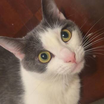 Rescue Domestic Short Hair Cats for Adoption in Calverton, Maryland - Cleo | PetCurious