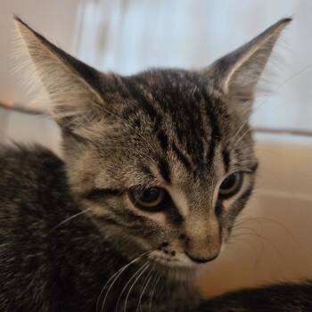 Leon -  Domestic Short Hair Cat for Adoption in Leander, Texas - Leon | PetCurious