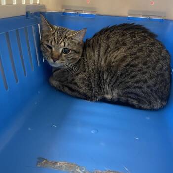 Domestic Short Hair Cats Available for Adoption in Galax, Virginia - Tiger | PetCurious