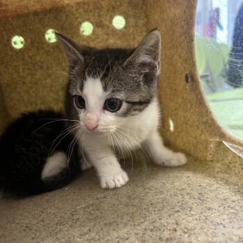 Lil Googie -  Domestic Short Hair Cat for Adoption in Philadelphia, Pennsylvania - Lil Googie | PetCurious