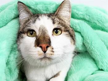 CHEESE -  Domestic Short Hair Cat for Adoption in Fort Lauderdale, Florida - CHEESE | PetCurious
