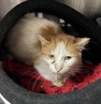 Clifton -  Domestic Short Hair Cat for Adoption in Portsmouth, Ohio - Clifton | PetCurious