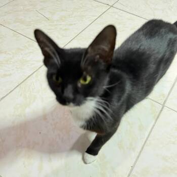 Oriana -  Domestic Short Hair Cat Available for Adoption in Jupiter, Florida - Oriana | PetCurious