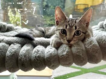 Ozzy (your fav rockstar) -  Domestic Short Hair Cat for Adoption in Houston, Texas - Ozzy (your Fav Rockstar) | PetCurious