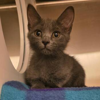 Domestic Short Hair Cats Available for Adoption in Council Bluffs, Iowa - Stix | PetCurious