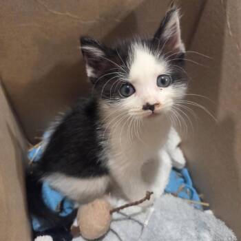 Brezel -  Domestic Short Hair Cat for Adoption in Brentwood, Missouri - Brezel | PetCurious
