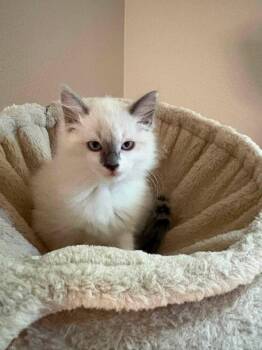 Willy and Marco -  Siamese Cat for Adoption - Willy And Marco | PetCurious