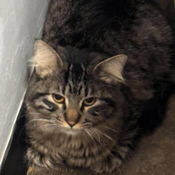 Yasuke -  Domestic Long Hair Cat for Adoption in Lenexa, Kansas - Yasuke | PetCurious