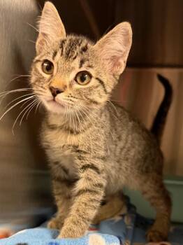 Jackson -  Domestic Short Hair Cat for Adoption in Ocala, Florida - Jackson | PetCurious