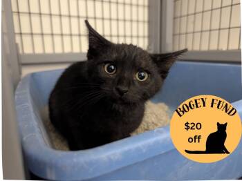 Rescue Domestic Short Hair Cats for Adoption in Santa Cruz, California - AVOCADO* | PetCurious