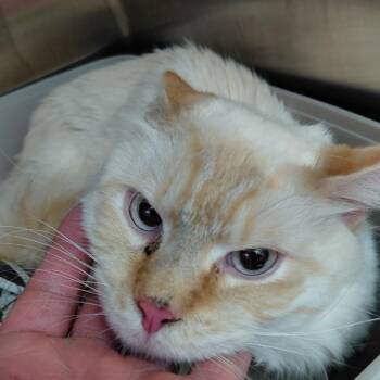 Domestic Long Hair Cats Available for Adoption in Philadelphia, Pennsylvania - Rico | PetCurious