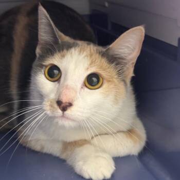 Fries -  Domestic Short Hair Cat for Adoption in West Palm Beach, Florida - Fries | PetCurious