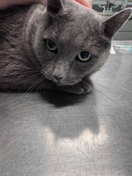 Big Boy -  Domestic Medium Hair Cat for Adoption in Bloomington, Indiana - Big Boy | PetCurious