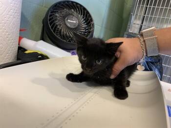 A232352 -  Domestic Short Hair Cat for Adoption in Grand Prairie, Texas - A232352 | PetCurious