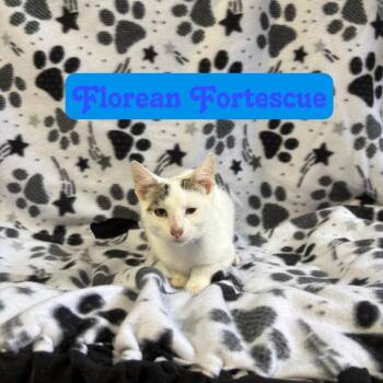 Florean Fortescue -  Domestic Short Hair Cat for Adoption in Hillsboro, Ohio - Florean Fortescue | PetCurious