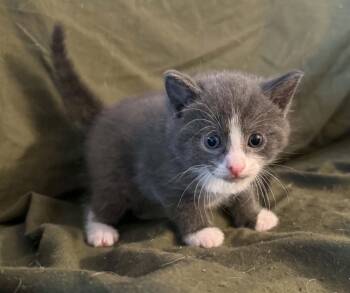 Orion -  Domestic Short Hair Cat for Adoption in Ontario, New York - Orion | PetCurious