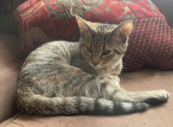 Rescue Domestic Short Hair Cats for Adoption in Duxbury, Massachusetts - Lima Bean | PetCurious