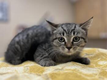 Rescue Domestic Short Hair Cats for Adoption in Aliquippa, Pennsylvania - HOCUS POCUS | PetCurious