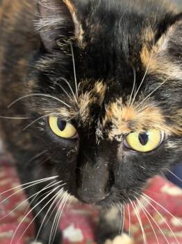 Carrie -  Domestic Short Hair Cat for Adoption in Grass Valley, California - Carrie | PetCurious