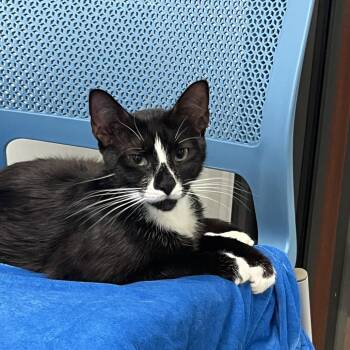 Fiona -  Domestic Short Hair Cat for Adoption in West Palm Beach, Florida - Fiona | PetCurious