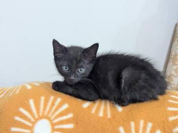 Steepware -  Domestic Short Hair Cat Available for Adoption in Cincinnati, Ohio - Steepware | PetCurious