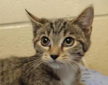 Angus -  Tabby Cat for Adoption in Euclid, Ohio - Angus | PetCurious
