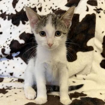 Fruity Pebbles -  Domestic Short Hair Cat for Adoption in Buffalo, Minnesota - Fruity Pebbles | PetCurious
