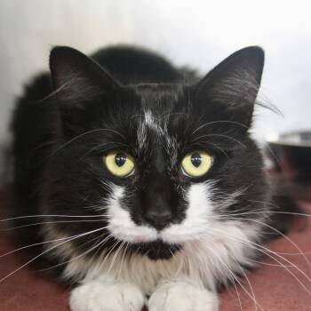 Rescue Domestic Long Hair Cats for Adoption in Allentown, Pennsylvania - Mario | PetCurious
