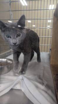 Sterling -  Domestic Short Hair Cat for Adoption in Parker, Colorado - Sterling | PetCurious
