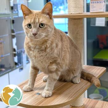 Codey -  Domestic Long Hair Cat for Adoption in Toledo, Ohio - Codey | PetCurious