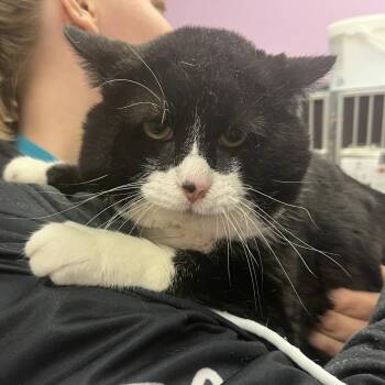Big Boy -  Domestic Short Hair Cat for Adoption in Cedar Rapids, Iowa - Big Boy | PetCurious