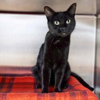 Domestic Short Hair Cats Available for Adoption - Vesper | PetCurious