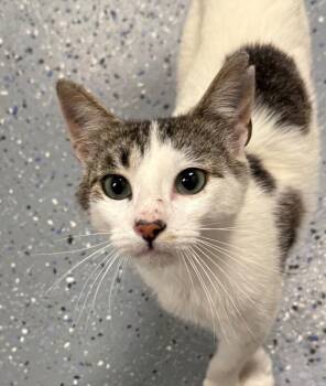 Jeff -  Domestic Short Hair Cat for Adoption in Yankton, South Dakota - Jeff | PetCurious