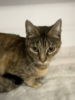 Rescue Domestic Short Hair Cats for Adoption in Bolivar, Missouri - Celebrity | PetCurious