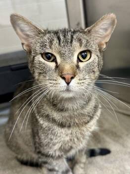 Bambi -  Domestic Short Hair Cat for Adoption in Wichita, Kansas - Bambi | PetCurious