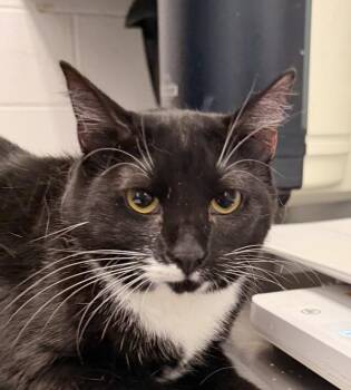 Asra -  Domestic Short Hair Cat for Adoption in Golden, Colorado - Asra | PetCurious