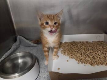 PEANUT BUTTER -  Domestic Short Hair Cat for Adoption in Tulsa, Oklahoma - PEANUT BUTTER | PetCurious