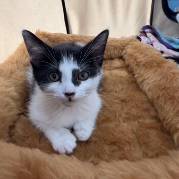 Shakira -  Domestic Short Hair Cat for Adoption in Boca Raton, Florida - Shakira | PetCurious