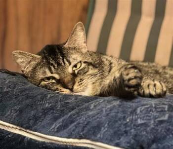 Rescue Domestic Short Hair Cats for Adoption in Cleveland, Ohio - Grand Teton 11 | PetCurious